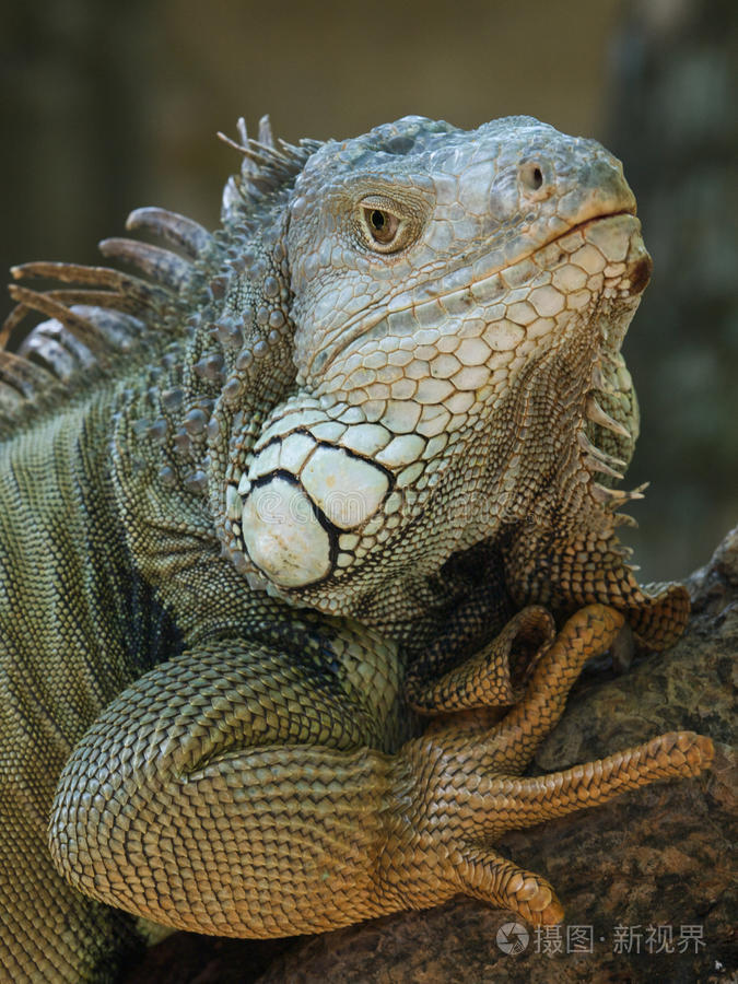 鬣蜥肖像