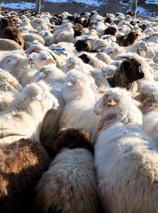 羊杂群