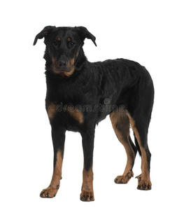 beauceron正面视图，站立