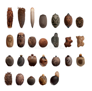 不同种类粘虫的卵照片