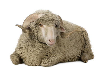 阿尔勒美利奴羊，公羊，1岁