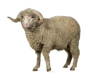 阿尔勒美利奴羊，公羊，1岁