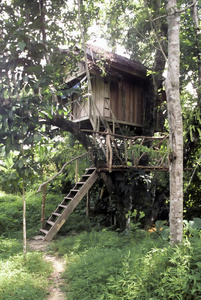 泰国树屋