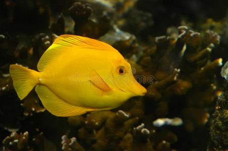 黄色热带鱼，有复制空间
