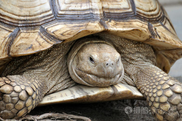 刺龟照片-正版商用图片0jcs64-摄图新视界