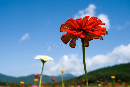 仙妮花与天空