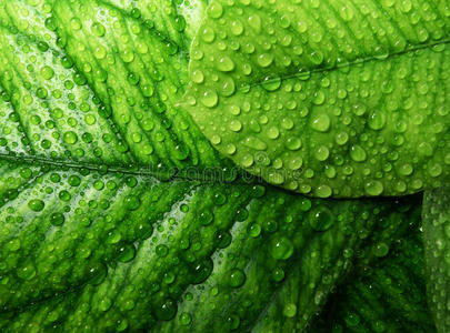 热带雨滴带雨滴的热带树叶照片
