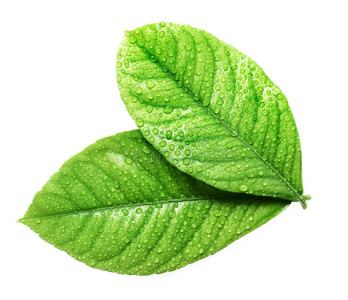 两片叶子上有雨滴照片