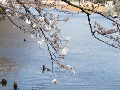 樱花湖