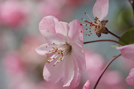 中国开花苹果