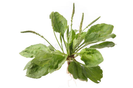 阔叶车前草图片