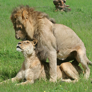 狮子夫妇交配,奥卡万戈照片