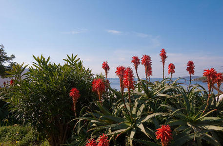 碧海蓝天背景下的开花芦荟图片