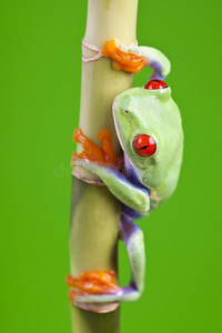 坐在竹子上的青蛙图片