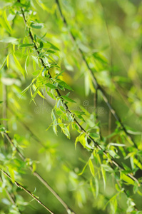 斑点春图片-斑点春素材-斑点春插画-摄图新视界