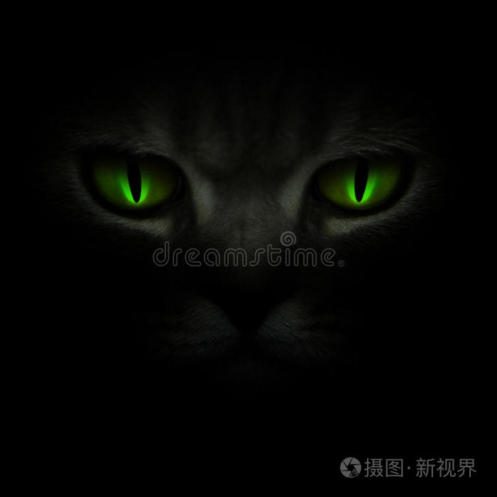 绿猫的眼睛在黑暗中发光