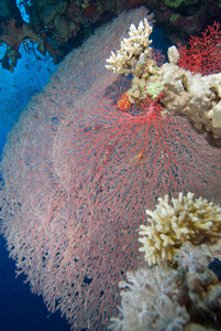 软彩扇珊瑚图片