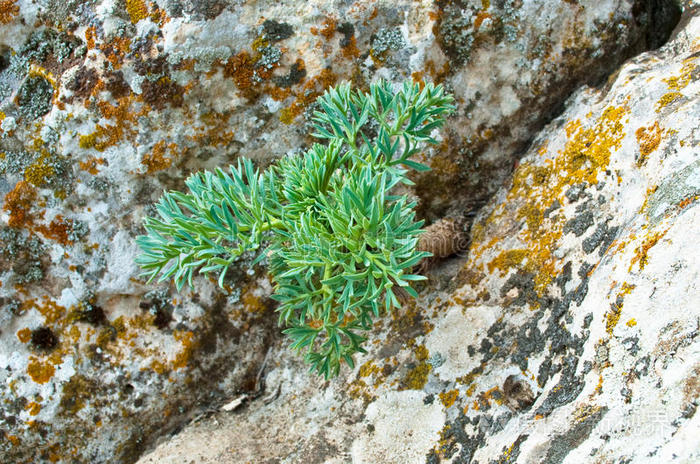植物在岩石的裂缝中