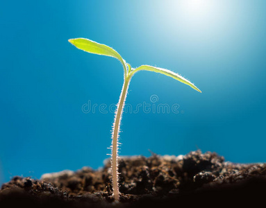 木制背景上的生姜茶发芽种子辣椒生长的阶段从种子和发芽到收获.