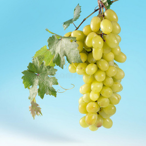 框架eps一串啤酒花香蕉树有一串生长的香蕉一串青葡萄新鲜的一串葡萄