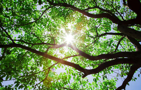 阳光树外星人图片