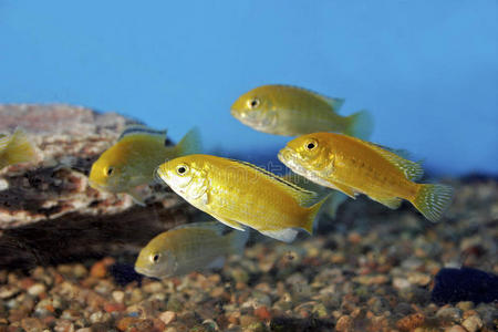 电黄色cichlids 700078