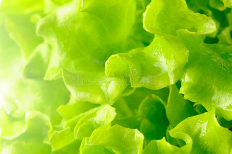 市场 食物 花的 植物学 颜色 食品 健康 郁郁葱葱 农业