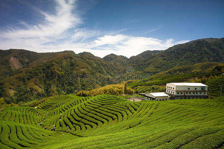 台湾八卦茶园图片