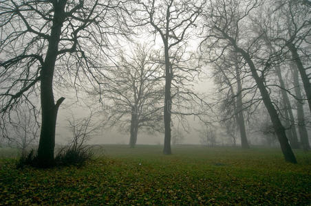 黑暗森林中的雾