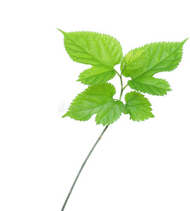 新鲜桑叶图片-新鲜桑叶素材-新鲜桑叶插画-摄图新视界