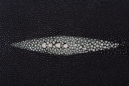 化鱼黄貂鱼皮照片