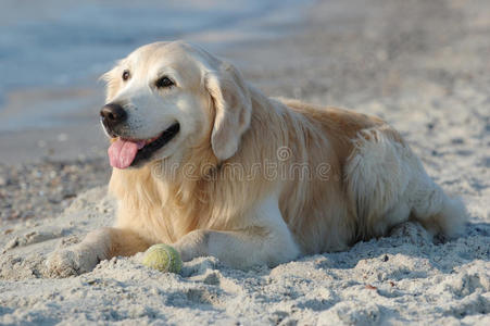 海滩上快乐的金毛猎犬