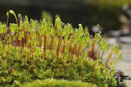 英国 豆荚 风景 伍兹 森林 野生动物 植物 植物区系 自然