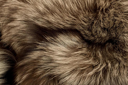 北极狐毛皮。用作纹理