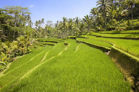 印度尼西亚巴厘岛的水稻梯田