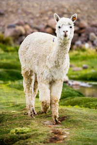 秘鲁羊驼