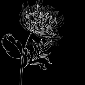 黑底花图片