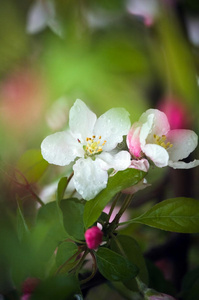 苹果树