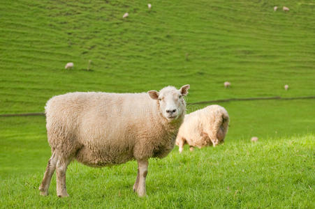 养羊场图片