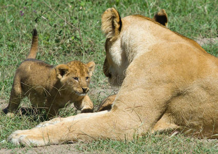狮子和幼崽豹狮子