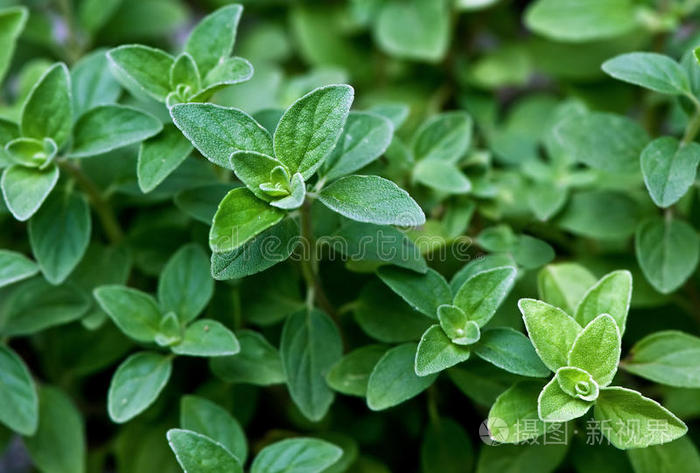 下载小样发票合同问题/举报我喜欢新鲜的香草(欧芹)新鲜牛至木制背景