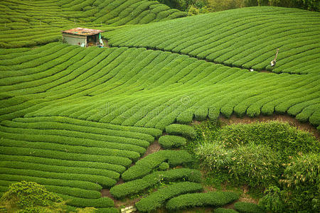 台湾八卦茶园