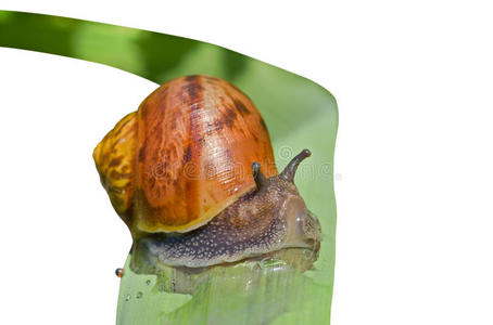草叶蜗牛7