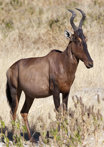 红羚羊纳米比亚