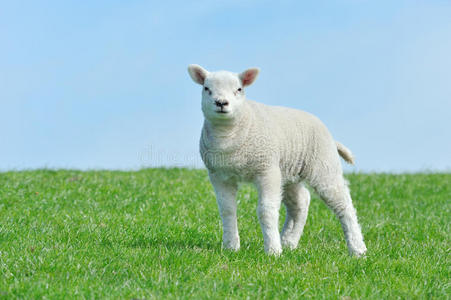 春天的可爱羔羊