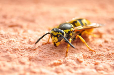 挖掘机蜜蜂图片