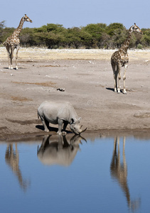 非洲野生动物埃托沙纳米比亚