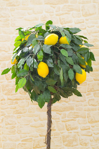 柠檬树