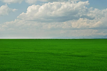 碧绿的草地，多云的蓝天