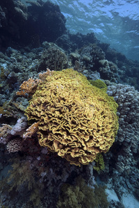 红海的叶珊瑚
